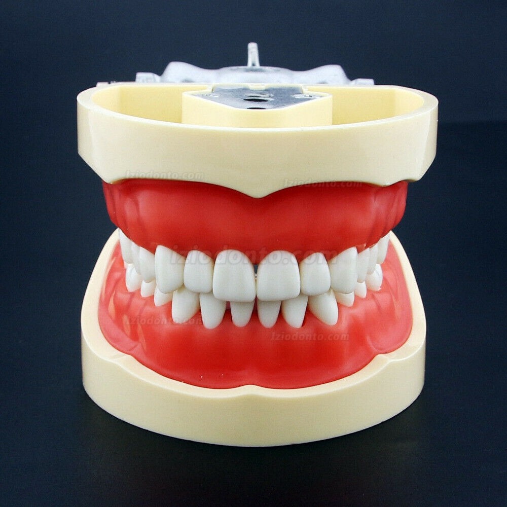 Modelo de Simulação Odontológica Modelo de Dente de Resina Compatível com Kilgore Nissin 200